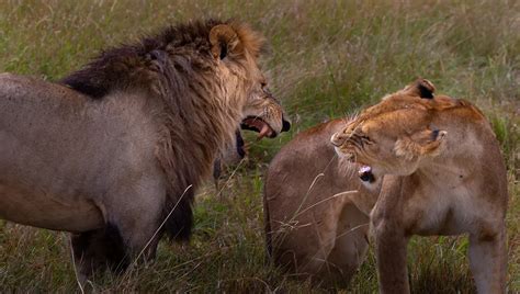 Captive big cats shot dead after mauling