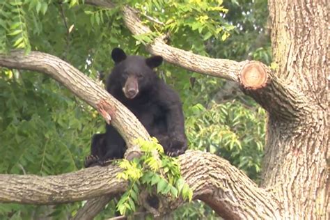 Captured: Large black bear on the loose in Northeast DC after climbing tree has been tranquilized