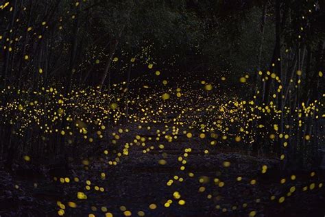 Captured Fireflies