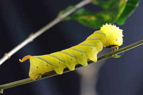 Capturing Symbolic Caterpillar Meaning on WhatsYourSign