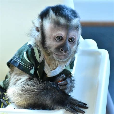 Capuchin monkey for sale florida. Humble hand trained capuchin monkey for sale pickup asap. We have the best home raise capuchin monkeys these monkeys are vet check and comes alongside all legal papers we have both male and female ready for a new home they are all vet check and comes alongside all legal papers ,a cage , cloths ,diapers ,food sample , feeding bottles , baby manual and other accessories of the baby capuchin ... 