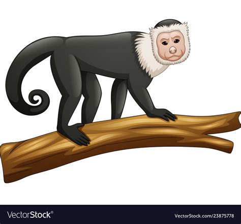 Capuchin monkey isolated on white Royalty Free Vector Image