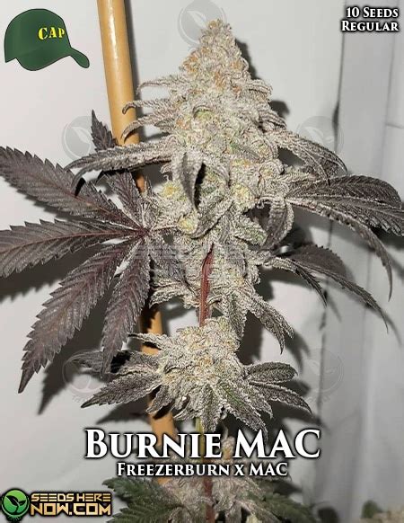 CAPULATOR (CAP) CANNABIS SEEDS Capulator is an old school grower in a sea of fresh faces. Back in the day, the elusive breeder of the MAC strain was a regular on the cultivation web forums that so many of the modern masters called home at one time or another. He is also very private.. 