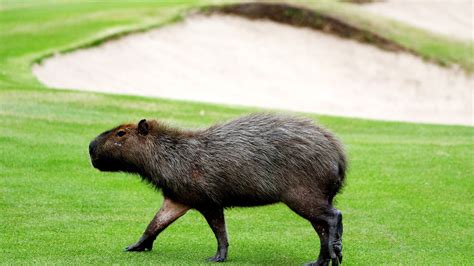 Capybara in florida. Capybara Close Encounter. $99.00. Duration: 30 Minutes (approx.) Product code: Capybara (11007) The Capybara is the world’s largest rodent and they share similar features with rats, mice and guinea pigs, such as their ever-growing front teeth. One of their notable features is their partially webbed feet making the Capybara excellent swimmers! 