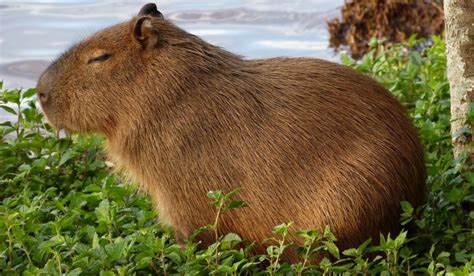 Capybara nedir