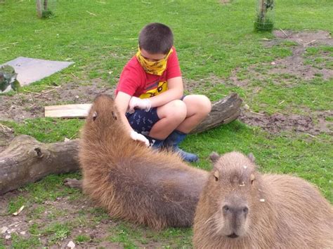The capybara, kangaroo, warthogs, porcupine and more have been moved to Ghost Ranch Exotics in Marana. Funny Foot Farm on Wetmore is closed for now. For exotic animal bookings go to . www.GhostRanchExotics.com. Mobile Services. Mobile Petting Zoos for Birthdays or Events. Base Prices.. 