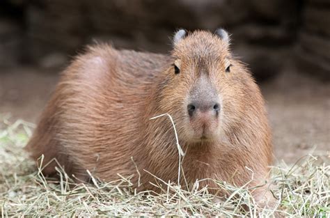 Capyera - Capybaras are incredibly vocal animals and communicate using barks, chirps, whistles, huffs, and purrs. They chatter back and forth to keep track of one another. A warning bark is their first line of defense. If one animal feels threatened, the whole group barks until danger has passed. Our capybaras share a habitat with Baird’s tapirs and ...
