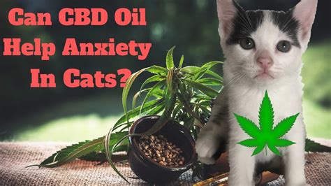 Car Sick Anxious Cat Remedies And Cbd Oil
