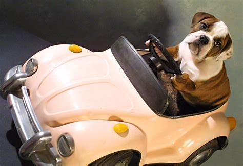 Car dog. Where should your dog sit? · On the back seat, with a chest harness or a canine safety belt (not suitable for restless dogs). · In the luggage area, behind a ... 