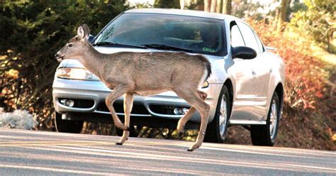 Car hitting a deer. BUT, when a deer or other animal is noted on the road, dim your headlights as animals startled by the beam may ‘freeze’ rather than leaving the road. Don’t Veer for Deer. Don’t over-swerve to avoid hitting a deer. If a collision with the animal seems inevitable, then hit it while maintaining full control of your car is the safest option. 