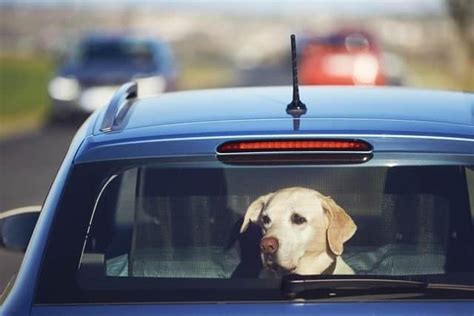 Car in hot. Leaving pets locked in cars is never safe. But when the weather gets warmer, it can be deadly. High temperatures can cause irreparable organ damage and even ... 