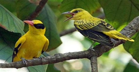 Cara beternak burung kepodang emas agar menghasilkan banyak cuan 【Diperbarui】