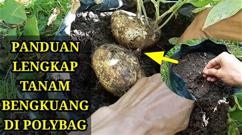 Cara budidaya bengkuang di dalam pot polybag