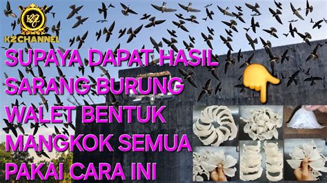 Cara daftar bo togel pakai dana. Dapat sarang burung.