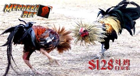 Cara daftar judi ayam online. Yang keluar singapura hari.
