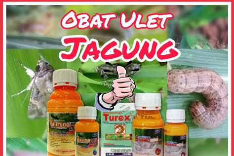 Resep tape singkong manis oleh widjie astuti