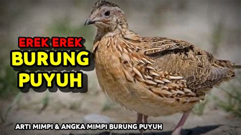 Cara main ding dong biar menang. Mimpi 2d burung puyuh.