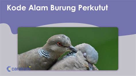 Cara main slot tanpa saldo. Alam angka burung perkutut.