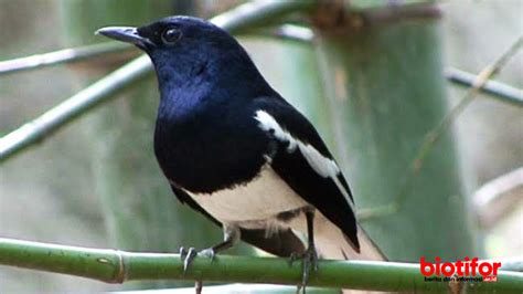 Cara memilih burung kacer yang fighter di ombyokan