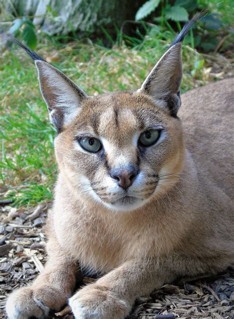 Caracal cat price california. Caracals Have a Specific Gestation Period and Reproductive Behavior: The gestation period for a female caracal is about 78-81 days, leading to the birth of 1-4 kittens. The mother solely raises the young, teaching them essential survival skills, including hunting. This period of learning is critical for the kittens' eventual independence. 