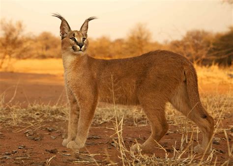 Caracals require special enclosures and are difficult to