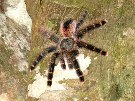 🔥 PORN Caranguejinha Leaks