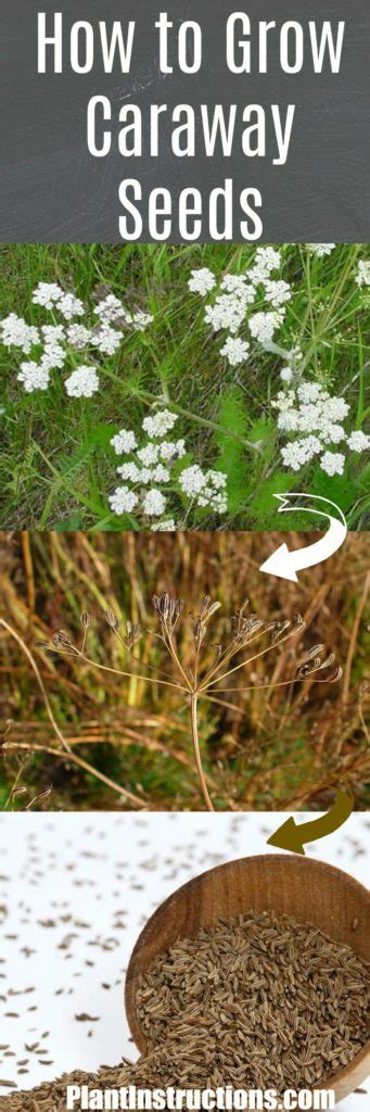 Caraway Planting herbs, Herb seeds, Plants