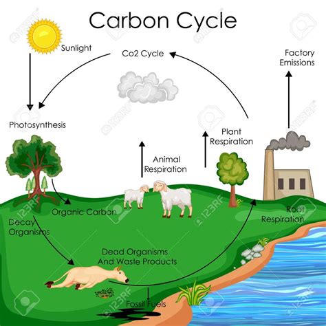 Carbon Cycle Diagram Quizlet
