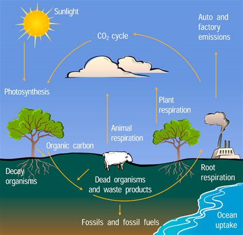 Carbon Cycle Easy Drawing