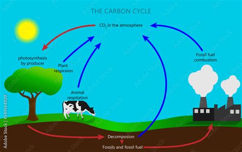 Carbon Cycle Flow Chart