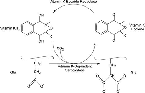 💦 Carboxylace  Onlyfans Leak XXX