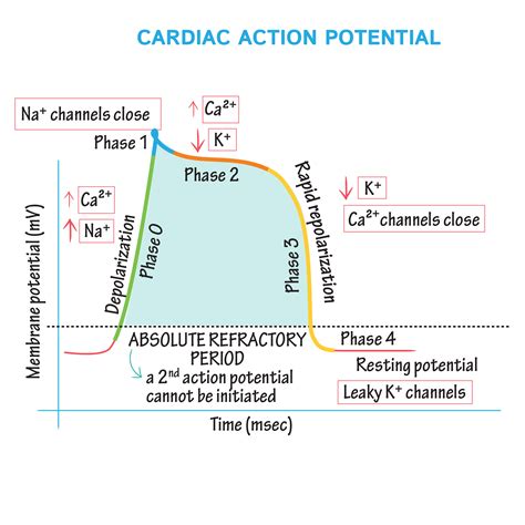 Cardiac action potential. Things To Know About Cardiac action potential. 