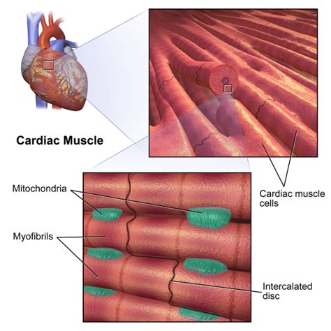 Biology questions and answers. When comparing cardiac muscle tissue to skeletal muscle tissue, which statement is true? A.both cardiac and skeletal muscle fibers are voluntary B.skeletal muscle fibers are connected by intercalated discs C.both types of fibers are striated D.skeletal muscle fibers are shorter E.there are more mitochondria in .... 