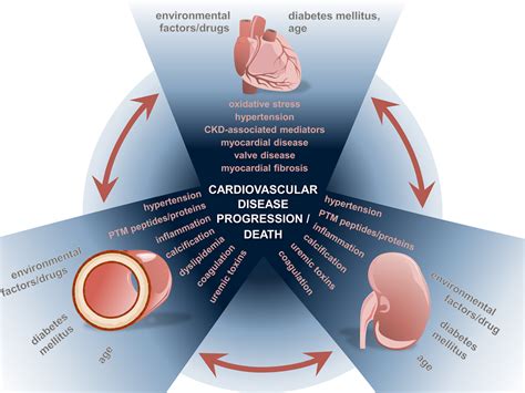 Cardiac imaging in patients with chronic kidney disease.