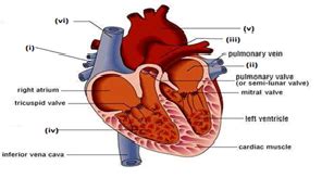 Cardiac unscramble. Things To Know About Cardiac unscramble. 