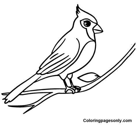 Cardinal Coloring Pages Coloringall
