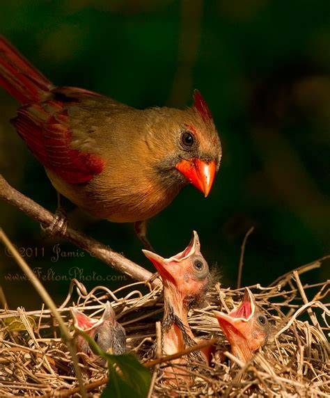 Cardinal Nest with female and three chicks View On Black I… Flickr
