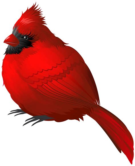 Cardinal bird clip art. Things To Know About Cardinal bird clip art. 