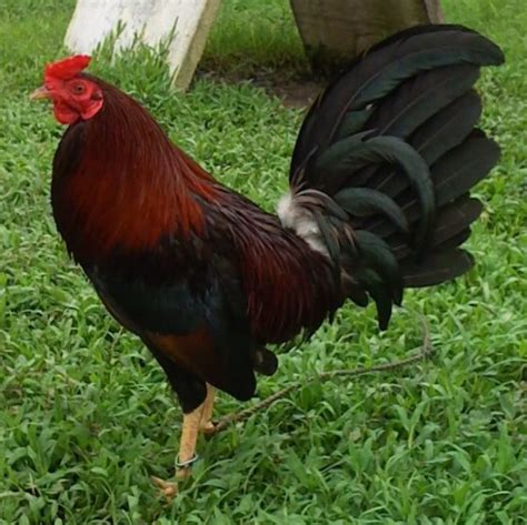 Dec 16, 2022 · The Kelso gamefowl characteristics and fighting sty
