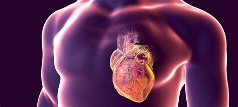 Cardiomegalia: o que é, causas, sintomas e como tratar