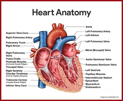 Cardiopulmonary anatomy and physiology study guide. - Iseki th4260 th4290 th4330 manual collection 3 files.