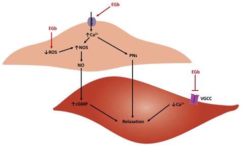 codini.rgarabwor.edu.pl. 