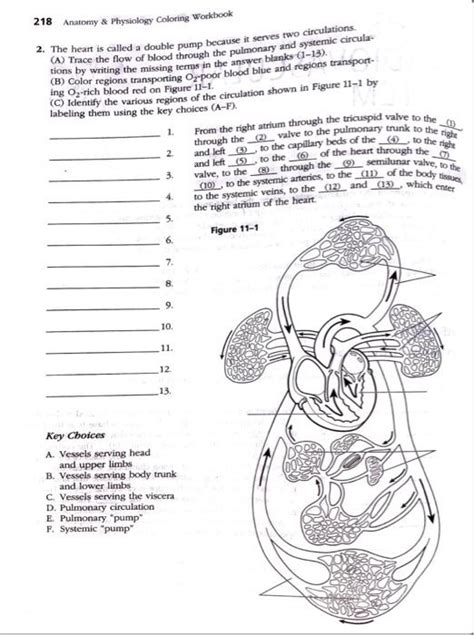 Cardiovascular System Coloring Workbook