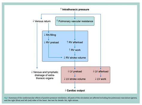 Cardiovascular and respiratory consequences of tension …