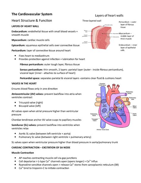 Cardiovascular system study guide answer wccc. - Teaching online a guide to theory research and practice techedu a hopkins series on education and technology.