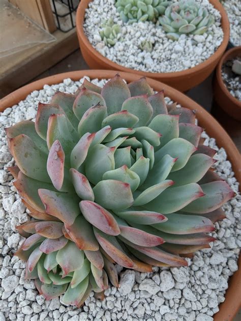 Care Diary: Echeveria Tippy Korean Import vs Domestically Grown