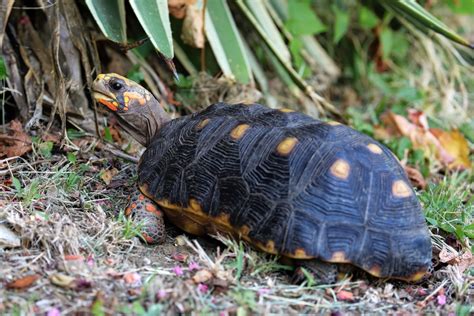 Care Sheet - Red-Footed Tortoise