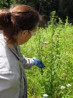 Careers in Botany US Forest Service