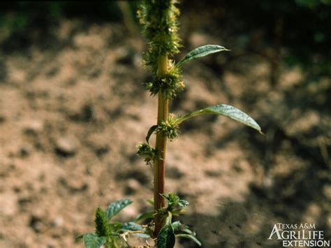 Also called Palmer pigweed and careless weed, Palmer amaranth is a summer-annual weed native to the southwestern United States that has since spread to the midwest and other parts of the country. This bad farm weed can grow over 10 ft. tall and towers above crops such as soybeans, corn, and cotton, causing an extensive loss in some areas.. 