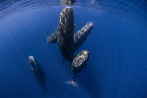 Caribbean island of Dominica creates world’s first marine protected area for endangered sperm whale
